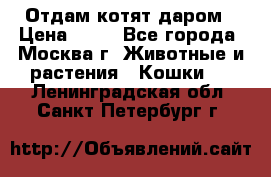 Отдам котят даром › Цена ­ 10 - Все города, Москва г. Животные и растения » Кошки   . Ленинградская обл.,Санкт-Петербург г.